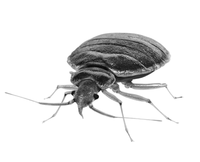 Уничтожение клопов